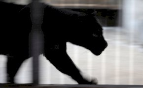 Újra levideózták a fekete párducot Magyarországon? Ezen a helyen láthatták az állatot - videó